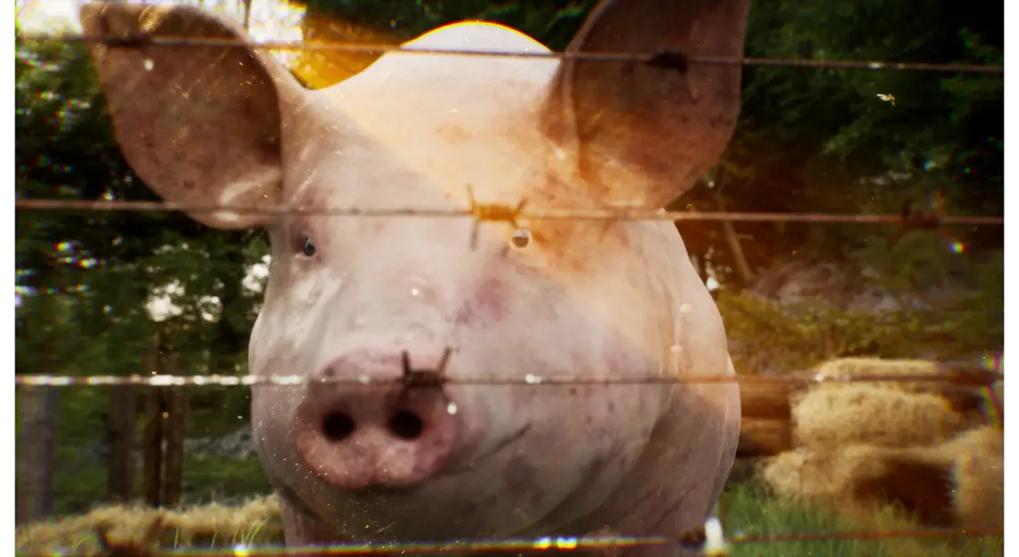 Killing Me Killing You? Pig project